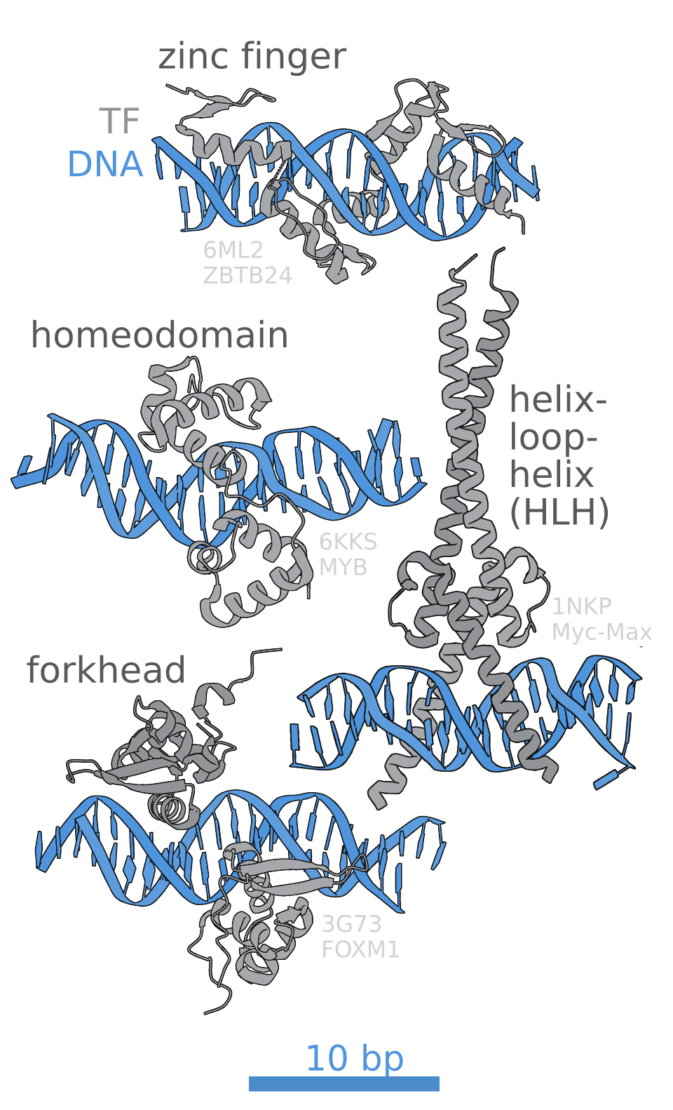 Transcription factors binding to DNA regulatory sites